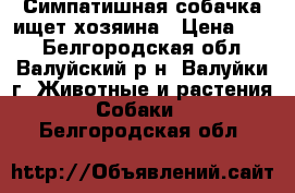 Симпатишная собачка ищет хозяина › Цена ­ 10 - Белгородская обл., Валуйский р-н, Валуйки г. Животные и растения » Собаки   . Белгородская обл.